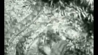 Python attacks tiger