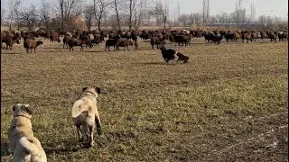 ARALIK AYINDA KOYUN YAYMAK| FİNO HIRÇOYA SALDIRIYOR