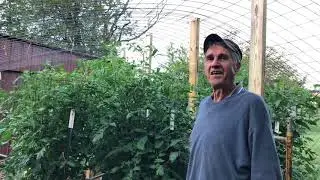 Protecting Tomato Plants from Frost