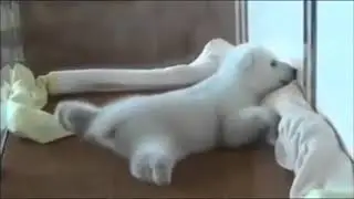 Bear cub struggling for walking on legs