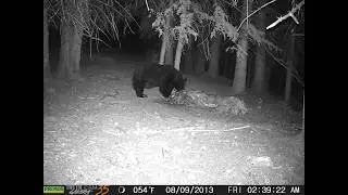 Scouting for Elk Turns Into Wild Trail Cam Footage (Black Bears, Coyotes & a Badger!)