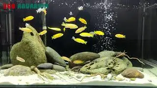 NHỮNG MẪU HỒ CÁ ALI TUYỆT ĐẸP