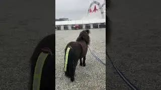 Visiting the beautiful horses of Circus Knie