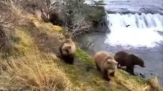 WildLife Alaska Медведи поздней осенью на реке Брукс Optimistic bears at Brooks River in autumn