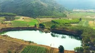 Amazing Rice Field Drone Footage