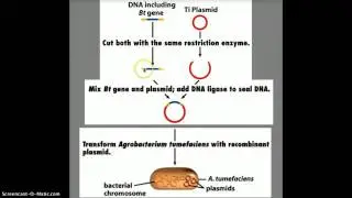 Bt gene 1