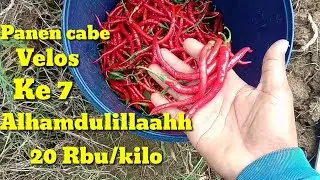 Panen Cabe Velos Ke 7  Harga 20 Rbu/Kilo