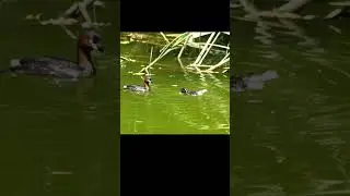 논병아리 ( 육추 7 ) Little grebe ( Brooder 7 ) #birds