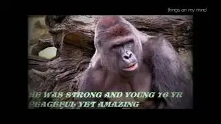 RIP HARAMBE (slowed down)