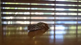 Feeding day, leopard geckos and their bugs