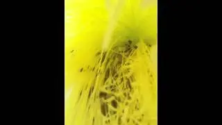 Dragon fruit pollinators