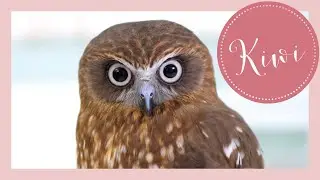 Peaceful time with Owl | Southern Boobook // Name : KIWI