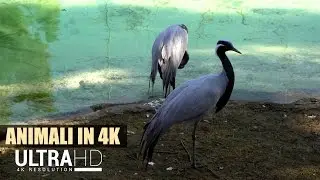 ★ Animali allo Zoo in 4K ★ - Parco Faunistico Le Cornelle - Valbrembo (BG)