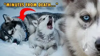 💔🐺🐻❄️The Rescue Saga From Frozen Husky Mama&hellip; to a Rewilded Bear Cub 🌲🐾 ( Unbelievable Journey!​​ )