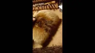 How to make a Beaver fur Hat part 2