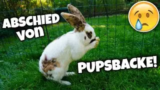 ABSCHIED von Pupsbacke! 😓 Letzte Jungtier von 