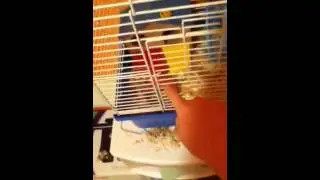 gerbil supplies