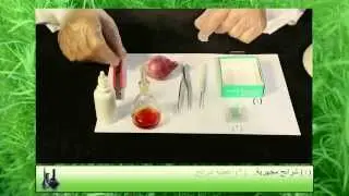 طريقة عمل الشرائح المجهرية لخلايا البصل - Onion
