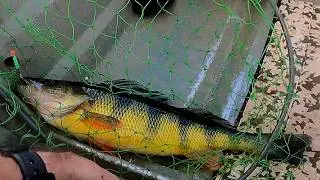 HUGE Yellow Perch - INCREDIBLE FISHING - GIANT White Perch - AMAZING VIDEO - Trophy After Trophy!!!