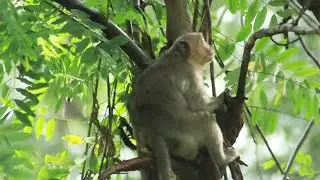 How To See Jinx Try Hard To Climb The Tree   on August4,2022/U-ShareMk..886..M I A G