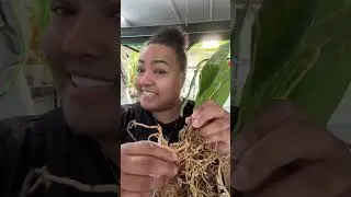 How to Acclimate Fresh Plant Imports | Step-by-Step Plant Acclimation + Rehab Tips