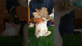 Velocity kelinci #velocity #dancetutorial #rabbitshorts #shortsvideo #gasarabbits