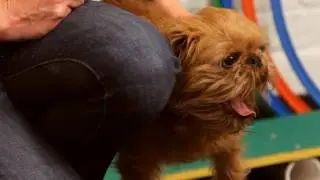 How to Teach the Spin Trick | Dog Training