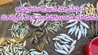 ఆదివారం చేపల మార్కెట్ ఫుల్ రష్ 🐠🐟||#fish #fishingtechniques #gillnet #manamlocalguru