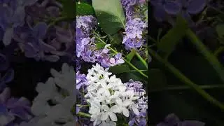 Follow us! Lilac face toner #handmade from the #SantaCruz Mountain from 2000 ft above sea level