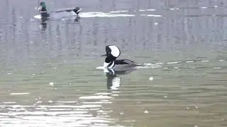 Hooded Merganser at ASU Research Park
