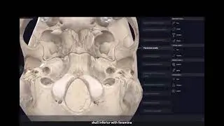 Skull Inferior with foramina