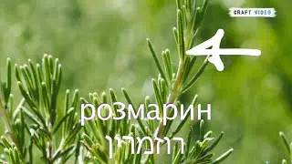 Почему Кармиэль ? למה כרמיאל &ndash; Розмарин / רוזמרין