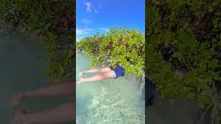 Foster Hill Vacation Activities | Mangrove Forests