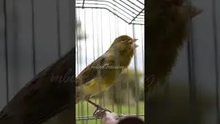 You want to hear this canary - no 8 canary training song
