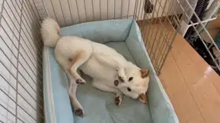 物音がして見たら柴犬がひっくり返ってたので緊急搬送しました！