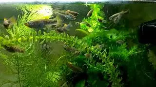 Limia tridens (aquarium strain)