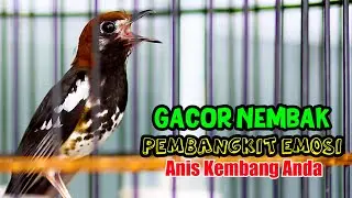 Anis Kembang Gacor Nembak, Pembangkit Emosi AK Anda