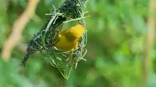 Ruppell's Weaver ♂️ building the nest - Jeddah, Saudi Arabia