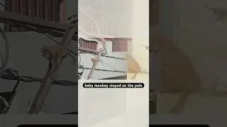 Watch This Monkey Mom Save Her Baby ❤️#wholesome #heartwarming #cute #kindness #fyp #shorts #popular