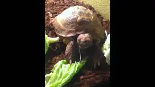 vegetarian turtle