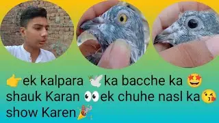 👉ek  kalpara  🕊️  ka  bacche  ka  🤩 shauk  Karan  👀  ek  chuhe  nasl  ka  😘  show  Karen  😍