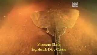 Maugean Skate - Zearaja maugeana - Tasmania, Australia (D)