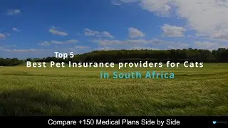 Best Pet Insurance Providers for Cats in South Africa