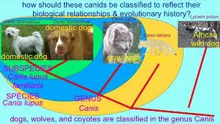3 CANIS