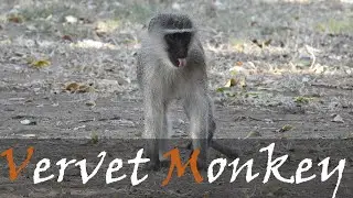 Vervet Monkey Video From Letaba Camp - Alarm Calls & Vervet Monkey Sounds | Stories Of The Kruger