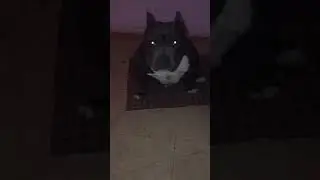Medusa namı diğer (pire) americanbully pocket abkc dog kabadayı
