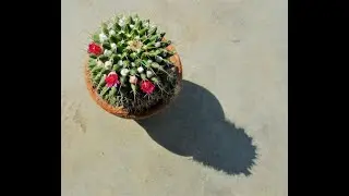 How to grow, plant & care of Mammillaria compressa ( mother of hundreds )