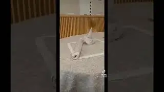 Ателье 
