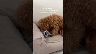 Попробуйте эту игру со своей собакой 🤌🏻 #тойпудель #щеноквдоме #иградлясобак #puppy