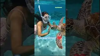 Turtle Lover Girl 🐢💞 | Emotional Ocean shot #turtlelove #turtlelover #tortoise #turtlelove #kachua